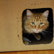 Imagen para el artículo titulado Los científicos salvan al gato de Schrödinger